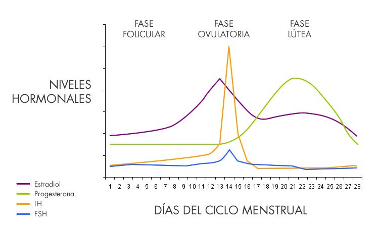 fases-ciclo-menstrual-soy.jpg